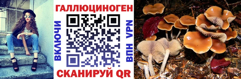 Галлюциногенные грибы Psilocybe  Купить  Унеча 
